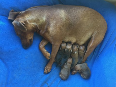 Kennel van Het Woldhuis Lara A nest 1 week oud Duitse Pincher