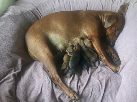 Kennel van het Woldhuis Duitse pincher pupsLara A-nest 3 dagen oud