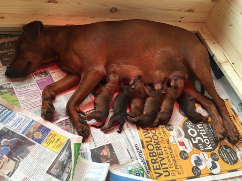 Kennel van het Woldhuis Duitsche Pincher pups halve dag oud