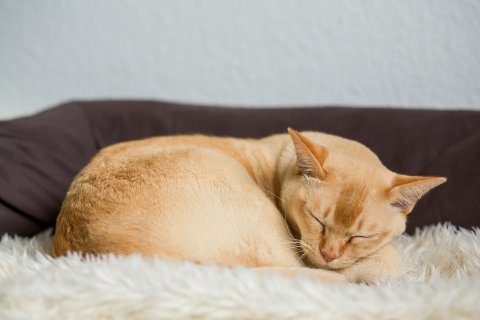 Freek huisgenoot van Lara