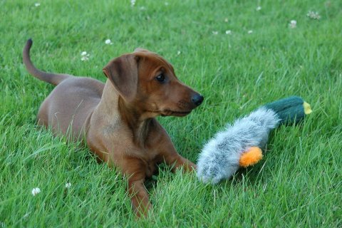 Lara van het Woldhuis met speelgoedeend