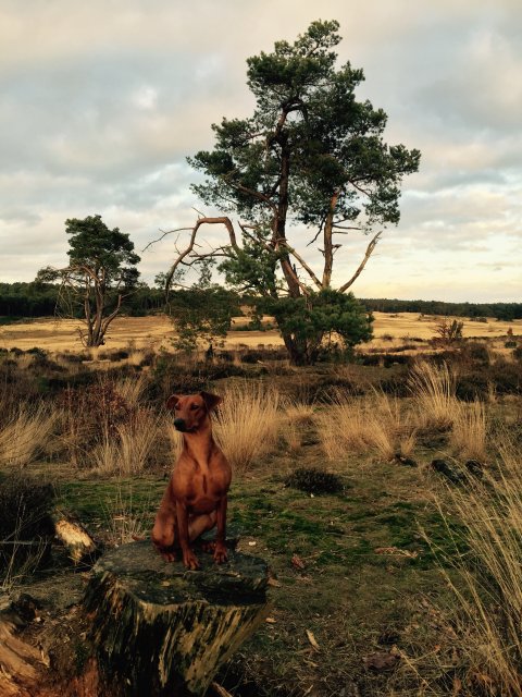 Lara van Het Woldhuis staatsieportret
