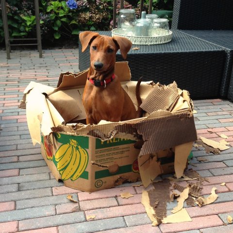 Lara van Het Woldhuis