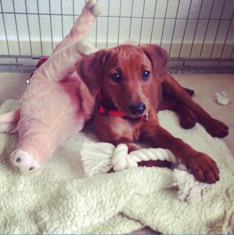 Lara van Het Woldhuis