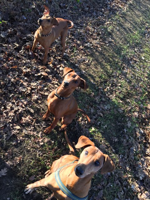 Lara van Het Woldhuis met andere hondjes
