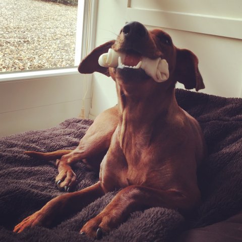 Lara van Het Woldhuis