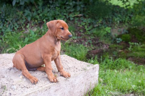 Pup 7 weken Duitse Pincher Het Woldhuis