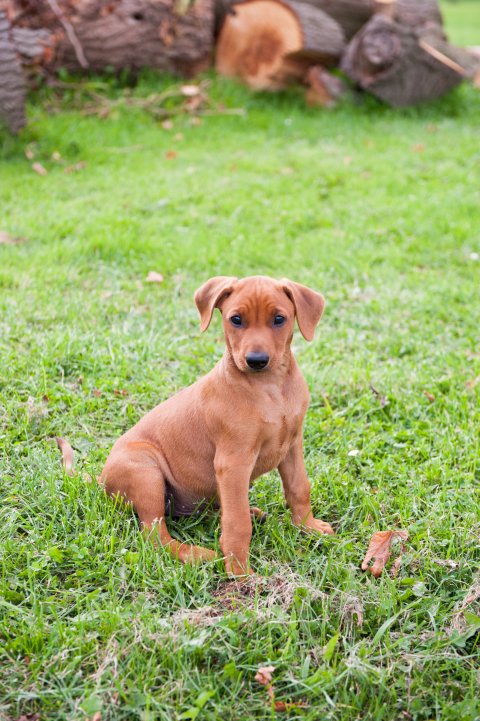 Duitse pincher pup Het Woldhuis 7 weken