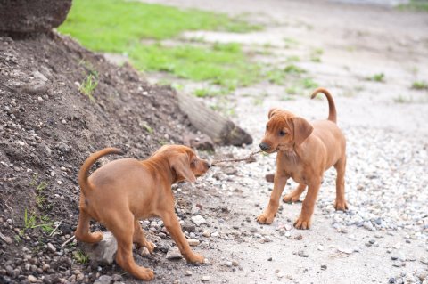 Pups 7 weken Het Woldhuis Duitse Pincher 