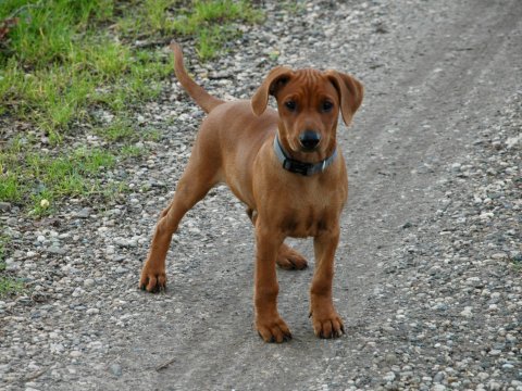 reu pup Duitse pincher Het Woldhuis 9 weken